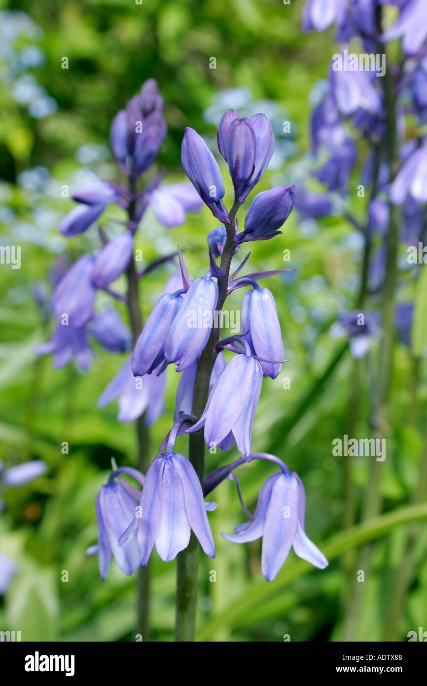 Bluebell oder Wild Hyazinthe botanischen Namen Endymion non scriptus Stockfoto