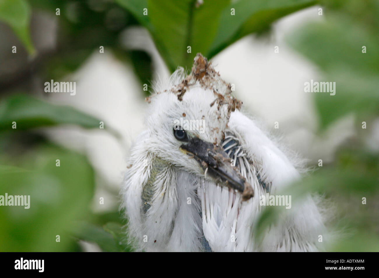 Ein Seidenreiher Küken zum Scheitern verurteilt, weil es aus dem Nest gefallen ist Stockfoto