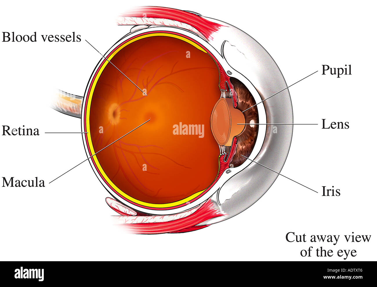 Где в органе зрения находится желтое. Строение желтого пятна сетчатки. Строение глаза Центральная ямка анатомия. Строение глаза анатомия сетчатка желтое пятно. Центральная ямка сетчатки глаза.