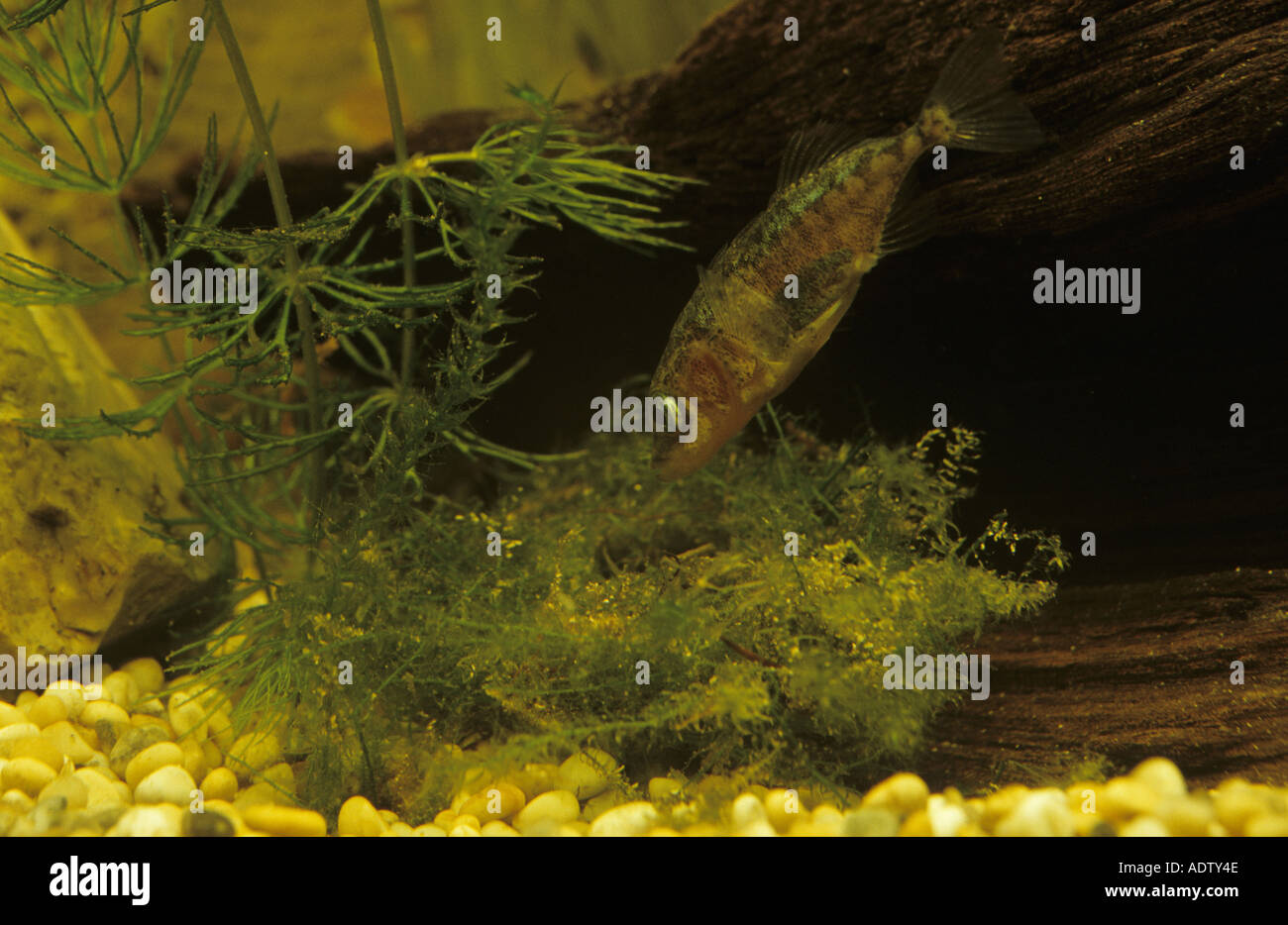 Drei spined Stichling Gasterosteus Aculeatus männlich in der Zucht Farben Nestbau Stockfoto