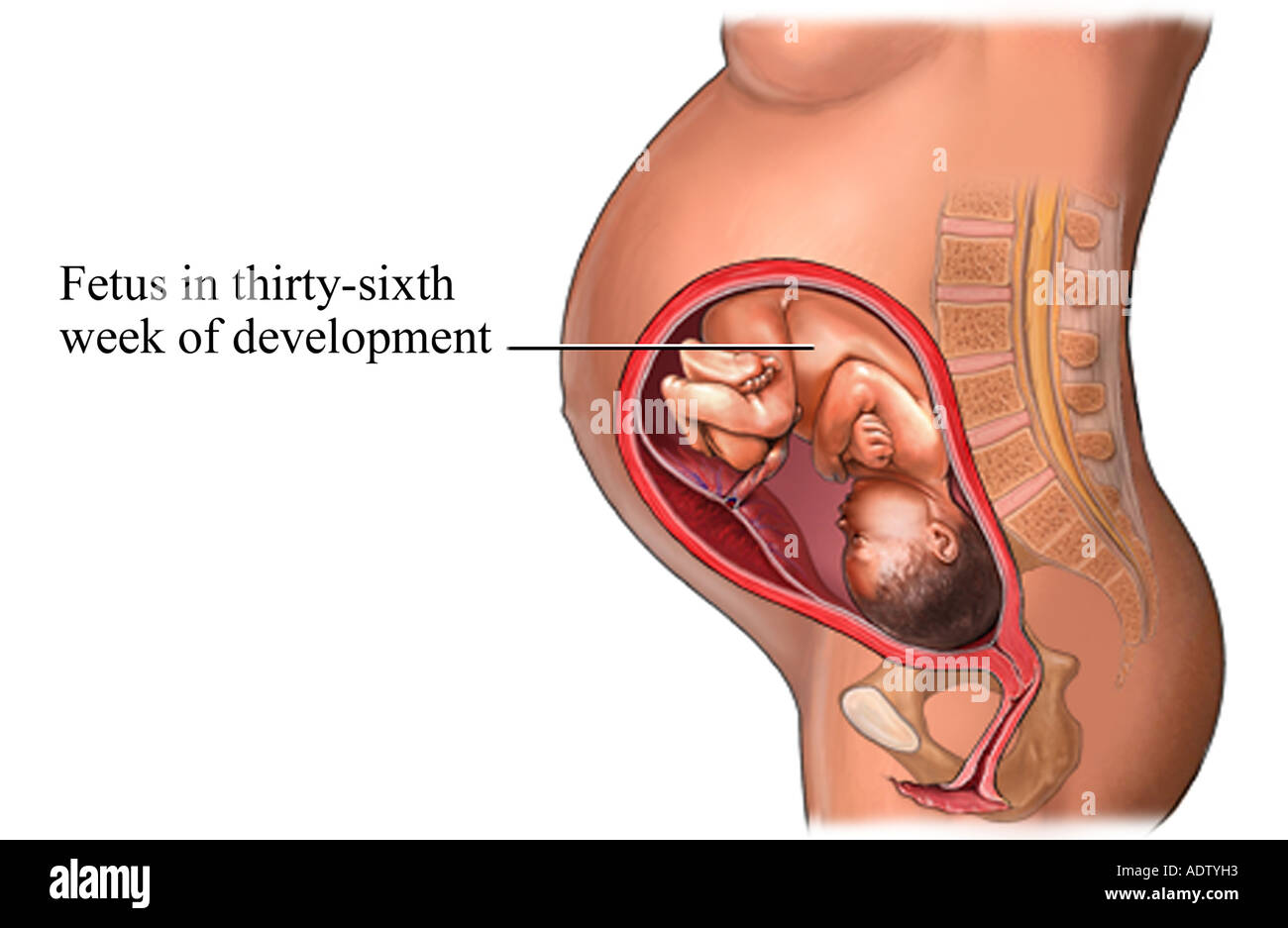 Schwangerschaft: Dritten Trimester Stockfoto