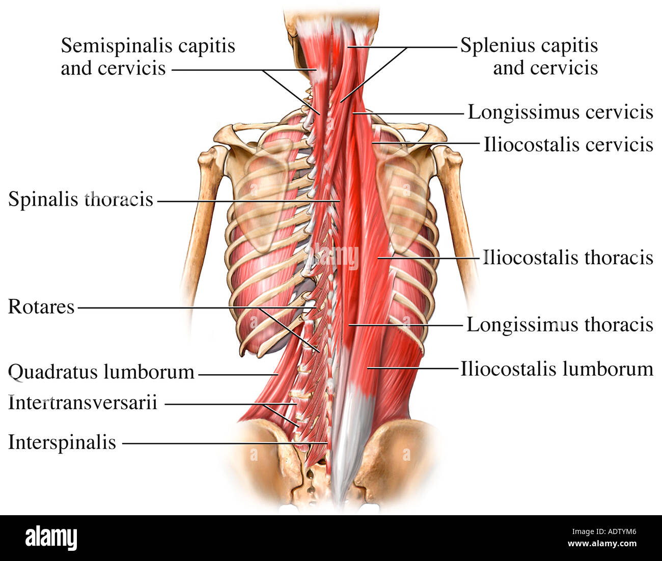 Semispinalis capitis -Fotos und -Bildmaterial in hoher Auflösung – Alamy