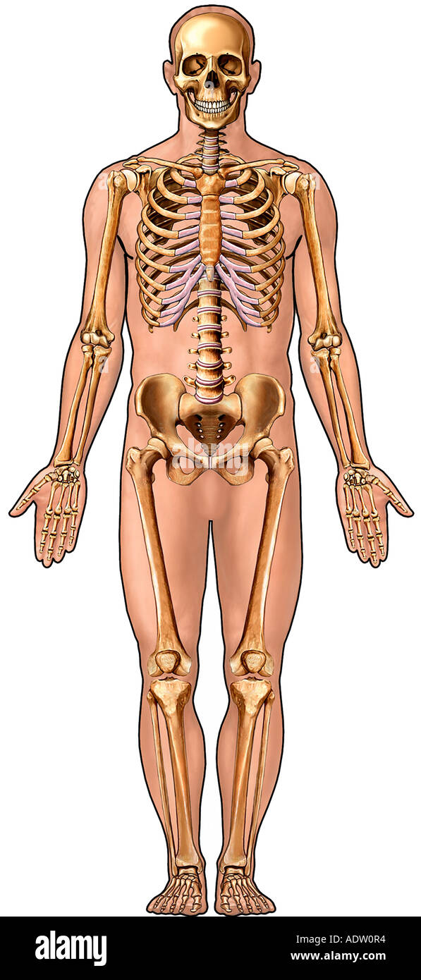 Männliche Figur mit Skelett: Ansicht von ventral Stockfoto