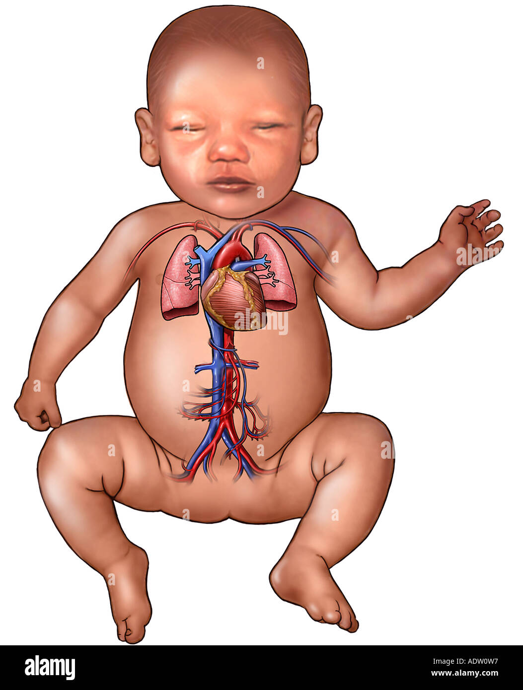 телосложение доношенного новорожденного. организм новорожденного. половые органы новорожденных детей. организм новорожденного. организм новорожденного.