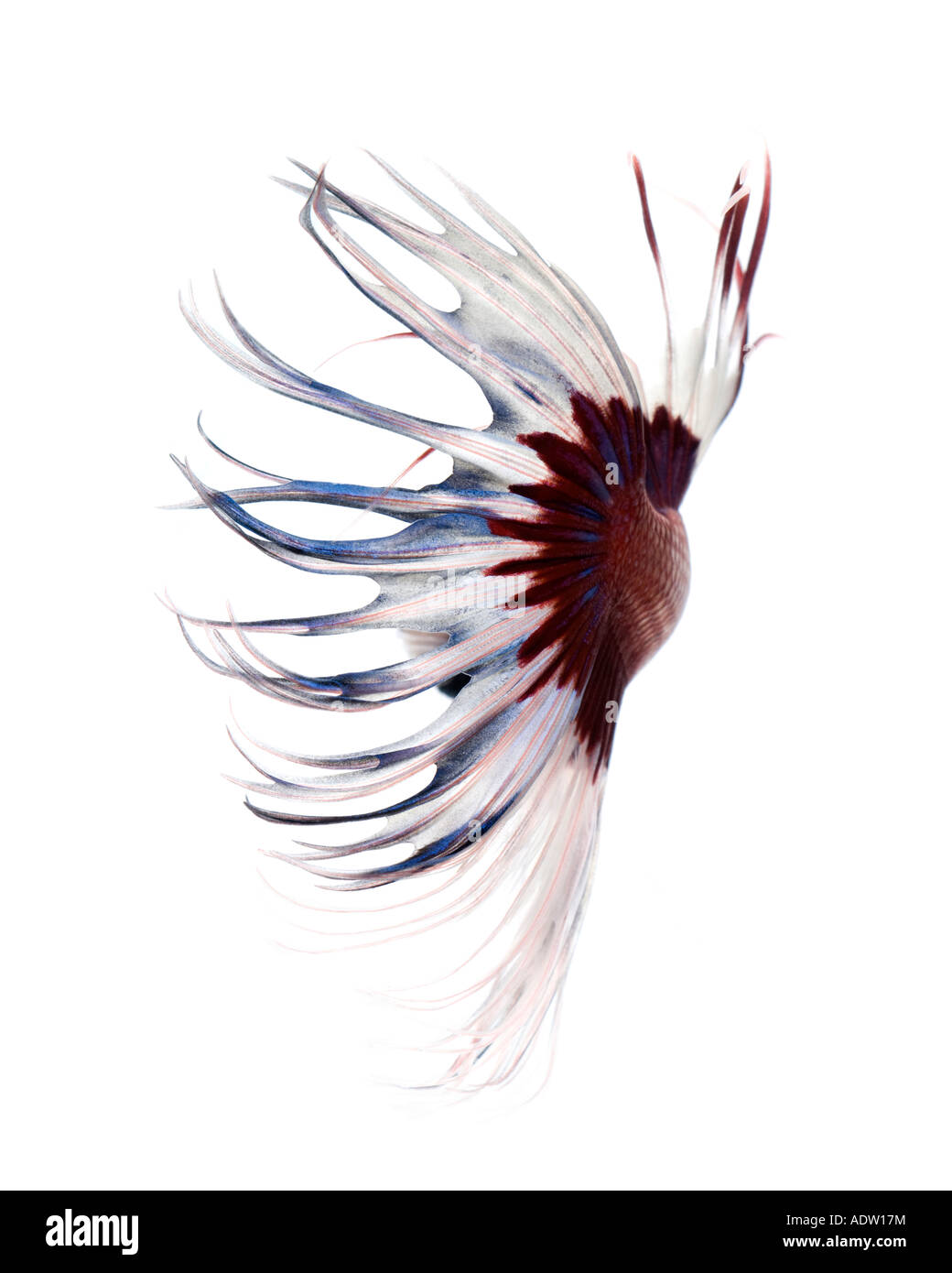 Rote und weiße Krone Betta Fische mit einem weißen Hintergrund drehen nach links hinter verzierte flossen anzeigen Stockfoto