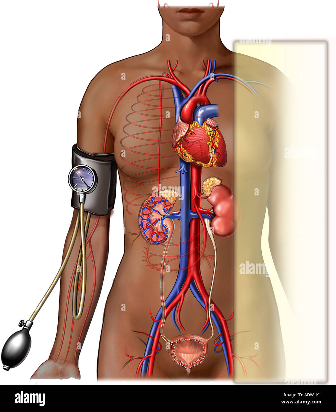 Blood pressure cuffs -Fotos und -Bildmaterial in hoher Auflösung – Alamy