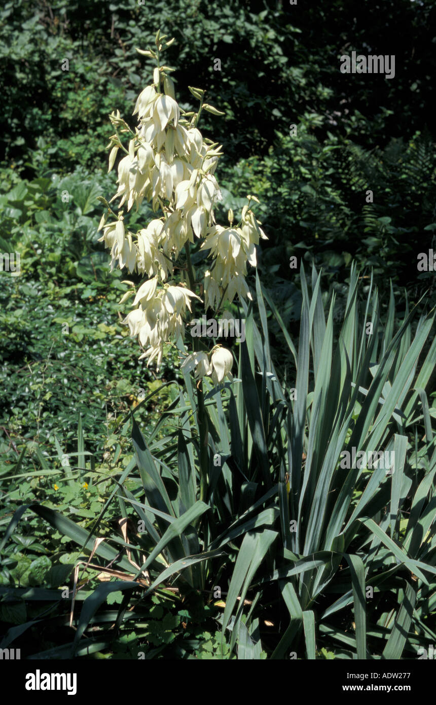 weiße Blume Stockfoto