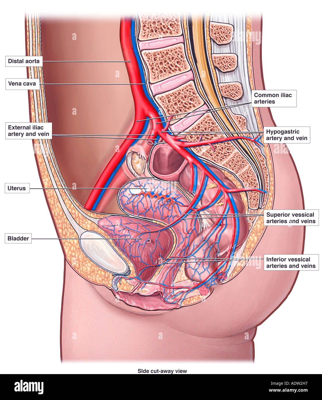 Blutgefäße des weiblichen Beckens Stockfoto