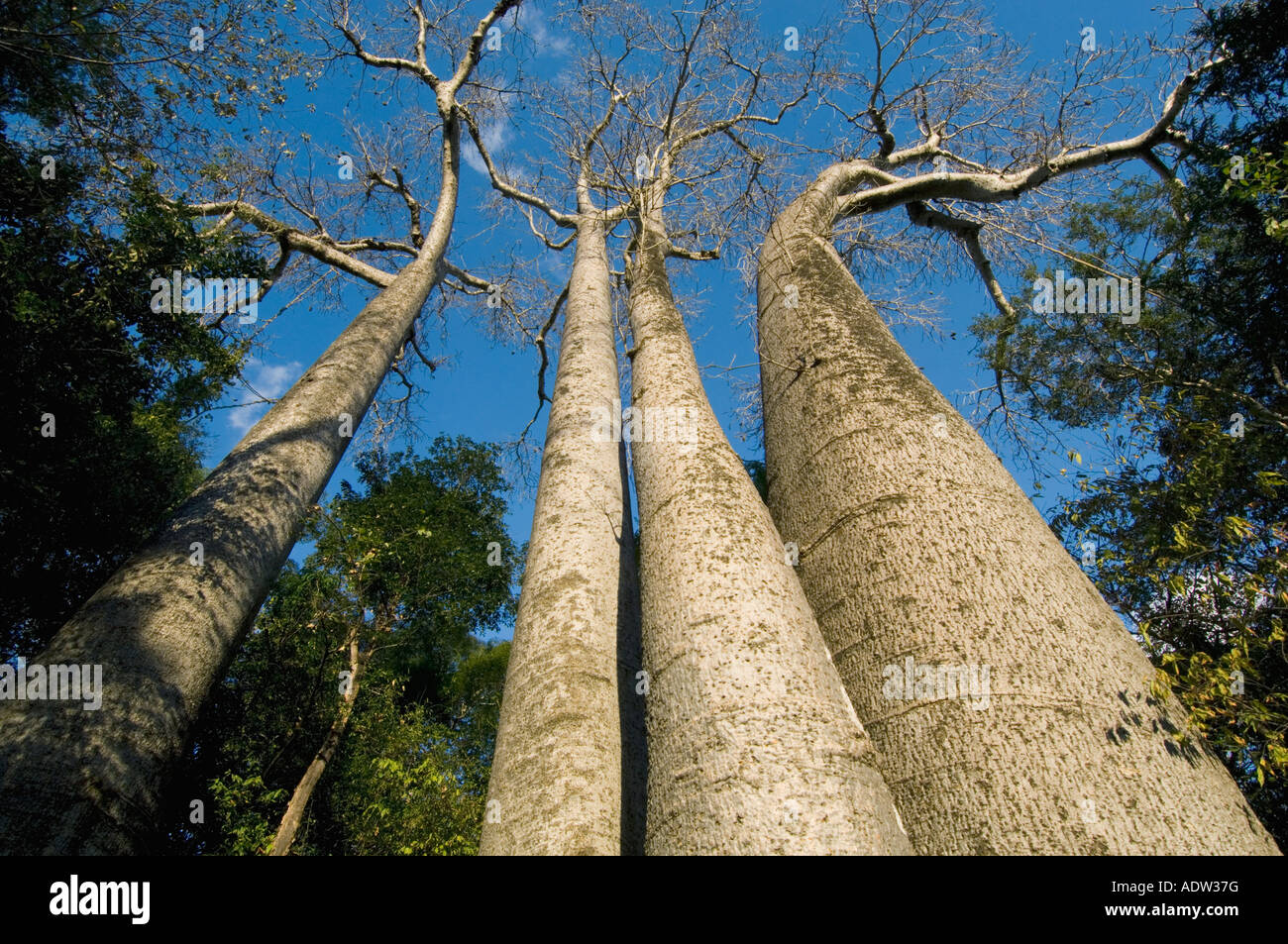 Baobabs (Affenbrotbäume sp.) Ampijoroa Reserve, Ankarafantsika Nationalpark, Madagaskar Stockfoto