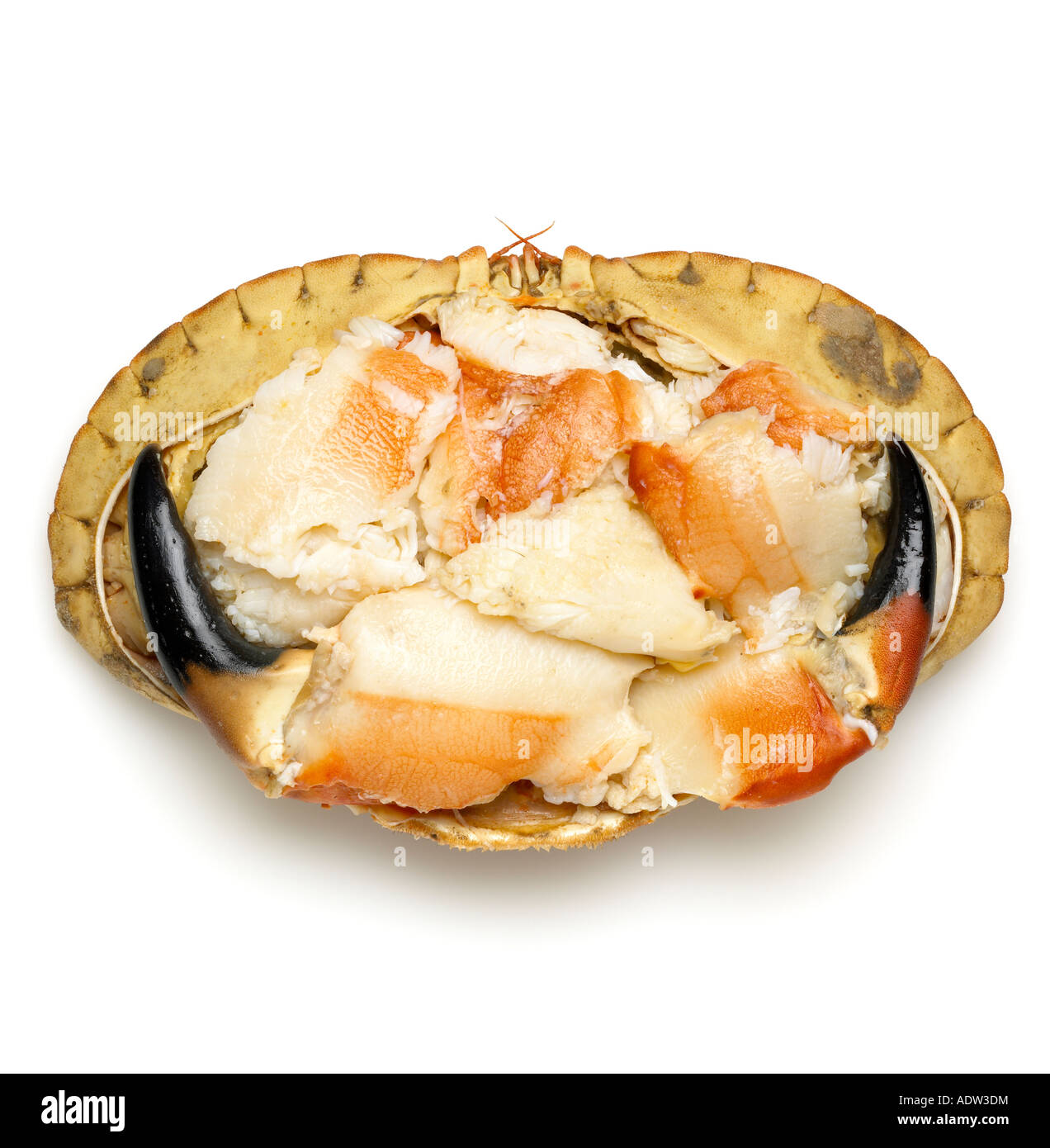 Gekleidete Krabbe von Cromer eine traditionelle britische Gerichte Stockfoto