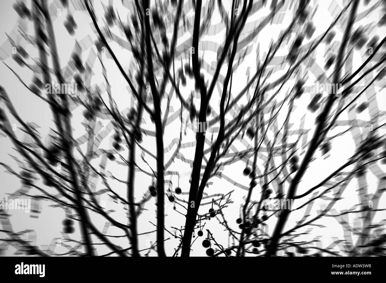 BAUM-SCHWARZ-WEIß-GRAFIK Stockfoto