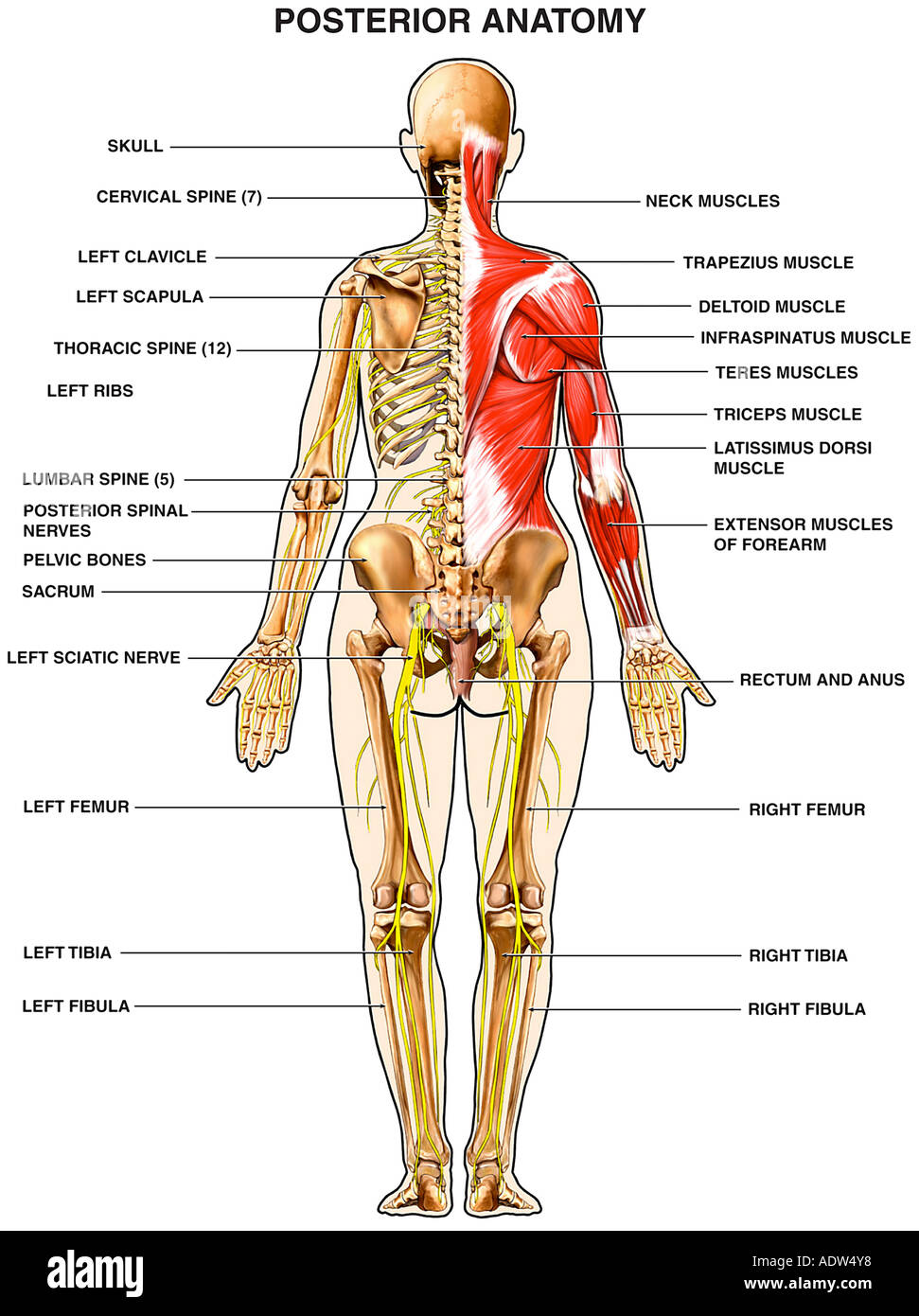 menschliche anatomie muskeln