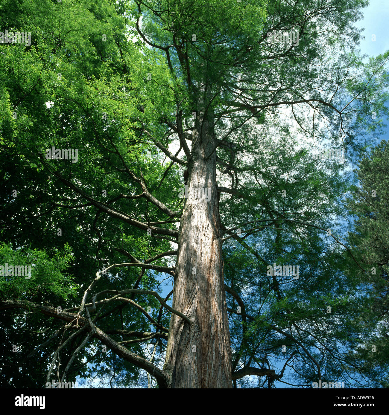 Kahlen CYPRESS TREE, DISTICHUM Taxodium distichum, WINDECK BOTANISCHER GARTEN, OTTROT, Elsass, Frankreich, EUROPA Stockfoto