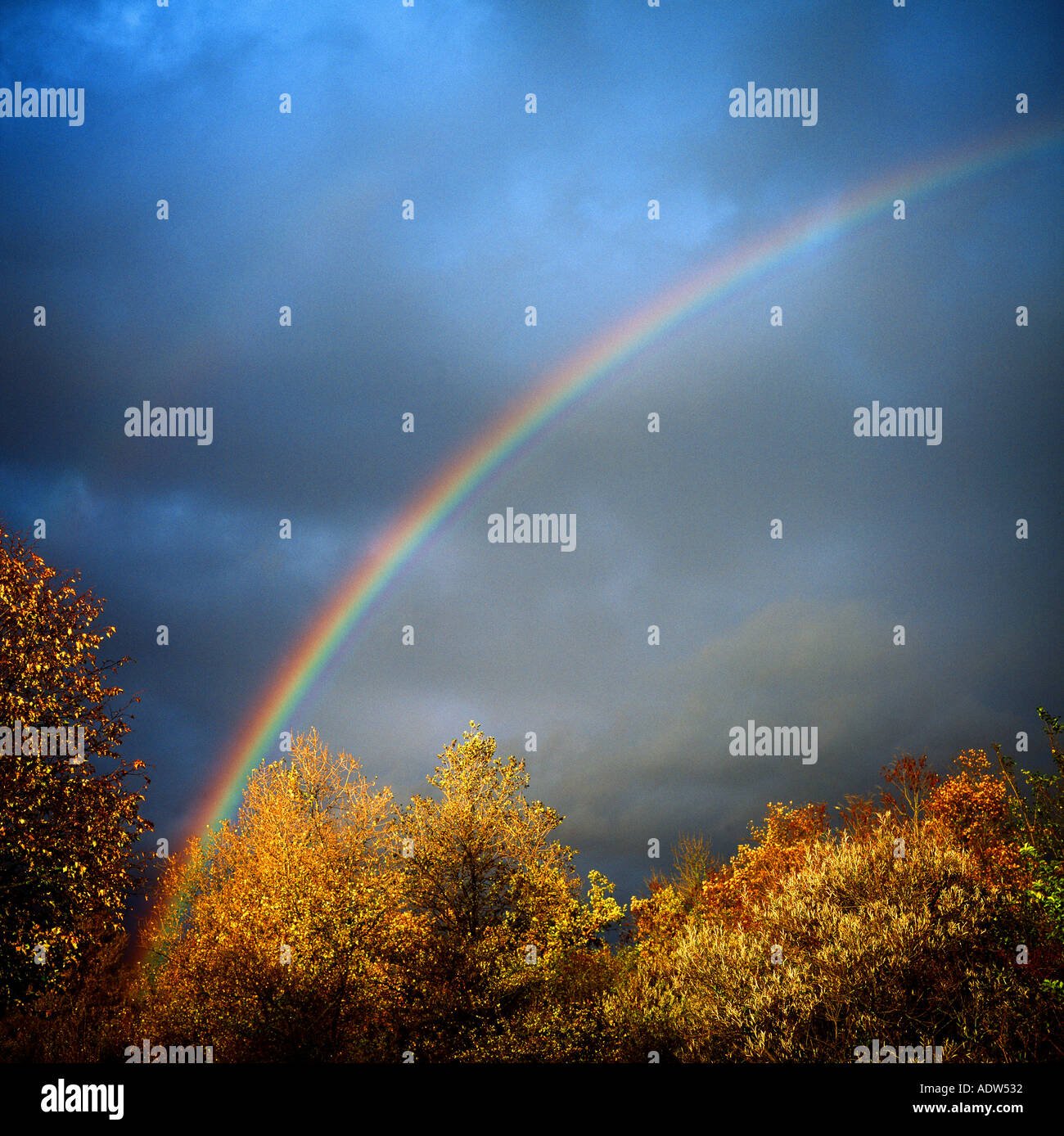 RAINBOW, HERBSTLICHE BÄUME, Laub, stürmischen Himmel DEUTSCHLAND EUROPA Stockfoto