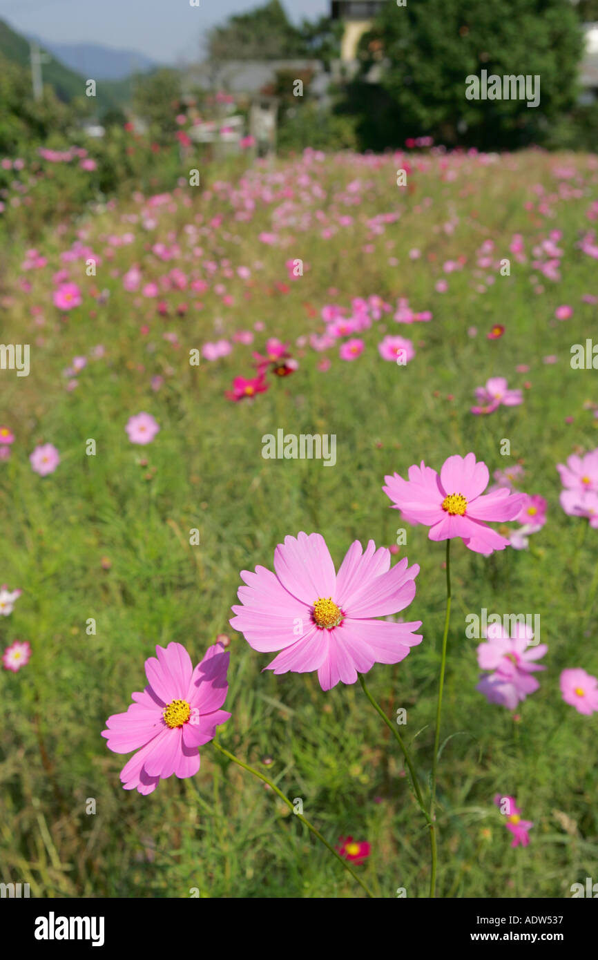 Einem niedrigen Winkel Blick auf hell rosa Cosmos Blumen wachsen in einem Bereich Ohara Dorf Kyoto Japan Asien Stockfoto