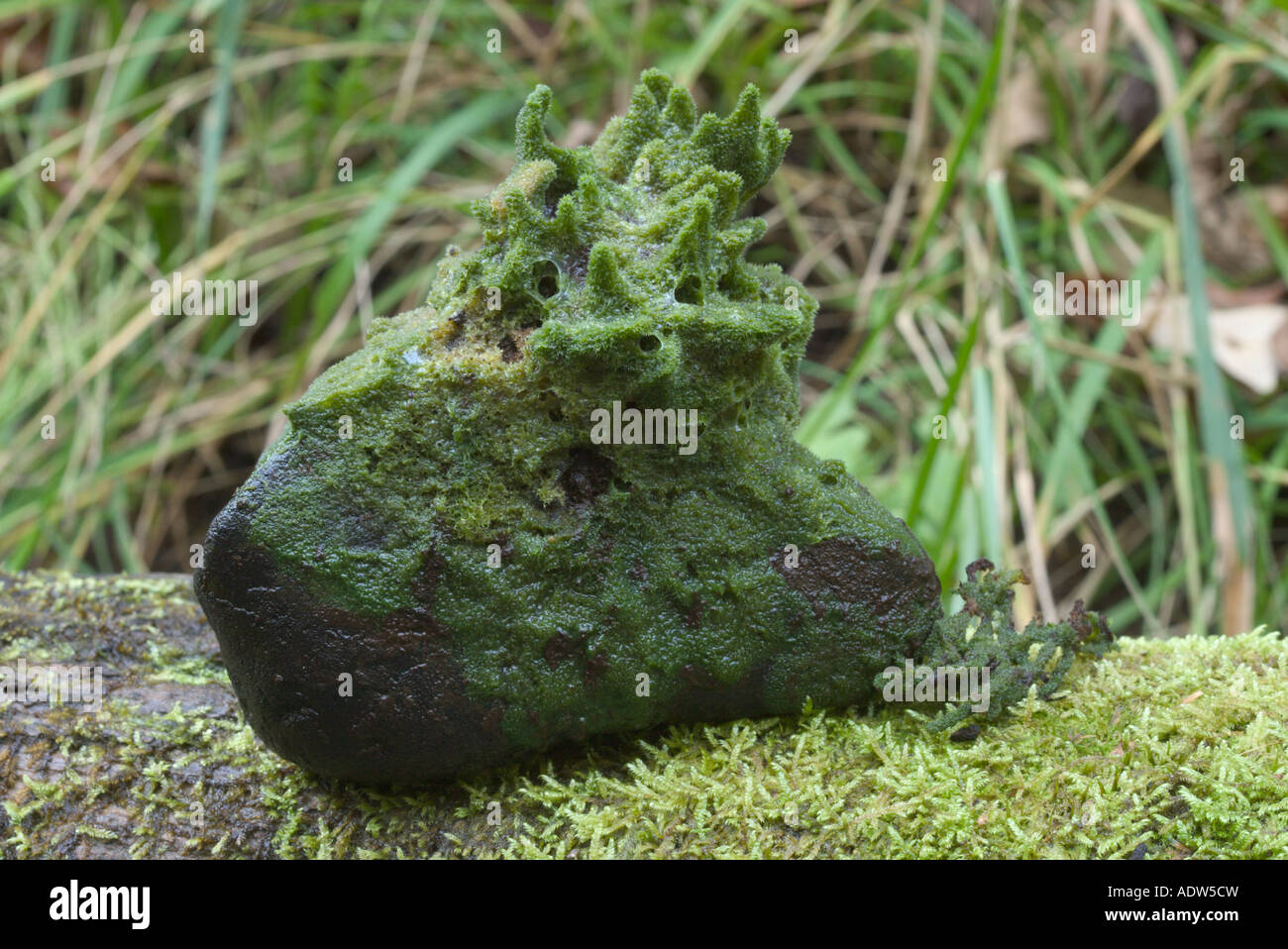Süßwasser-Schwamm Spongilla sp Savannah Portage State Park Aitken County Minnesota Vereinigte Staaten 19 September Stockfoto