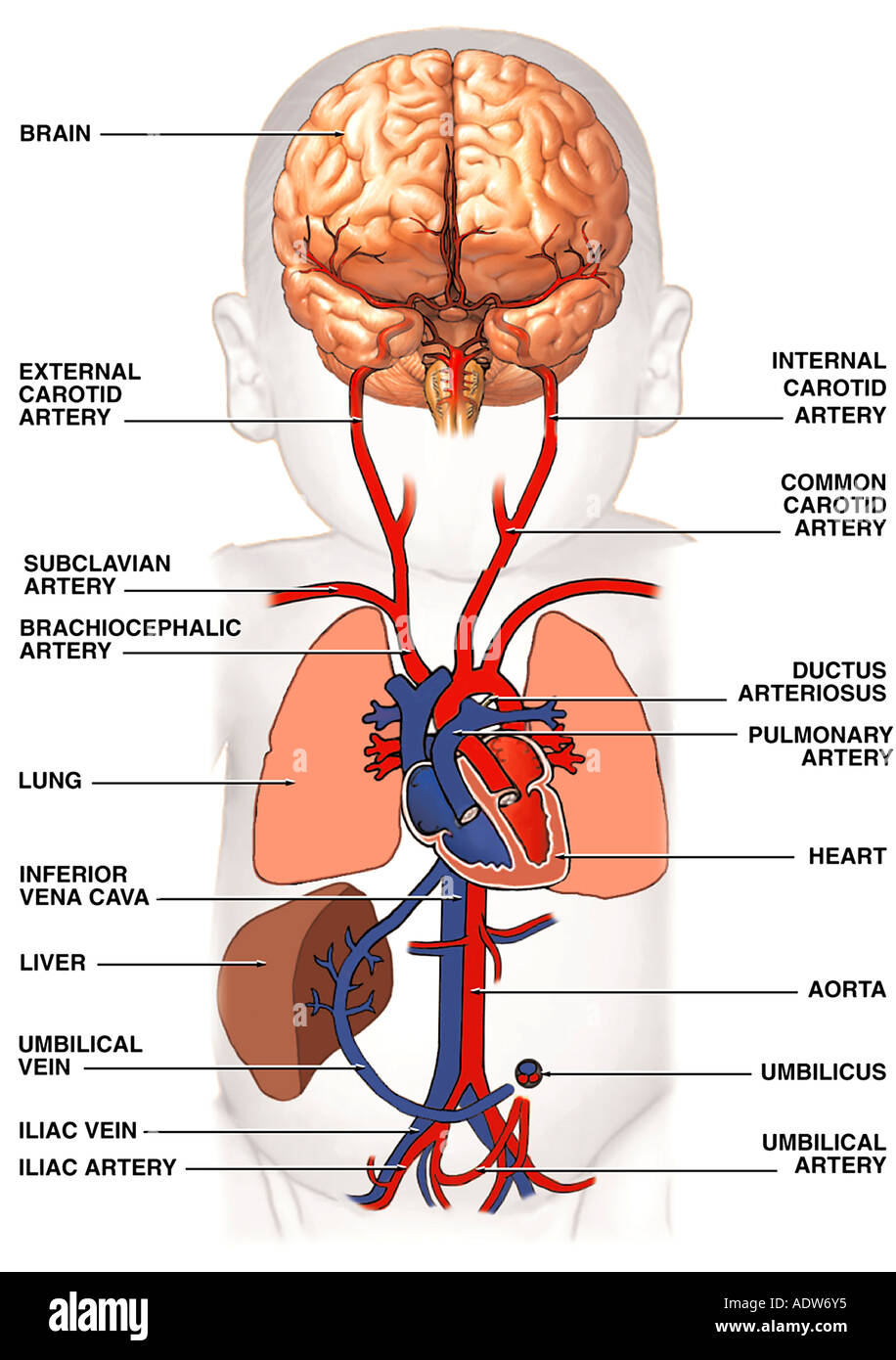 Herz Kreislauf Kreislauf Des Neugeborenen Stockfotografie Alamy