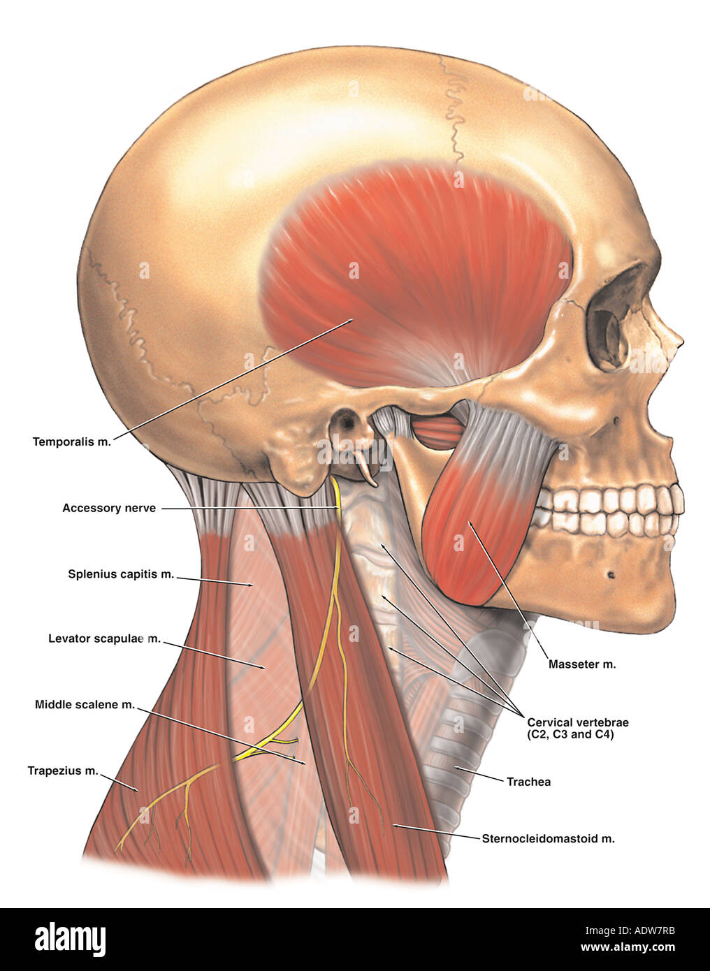 Anatomie des Nervus spinale Zubehör Stockfoto