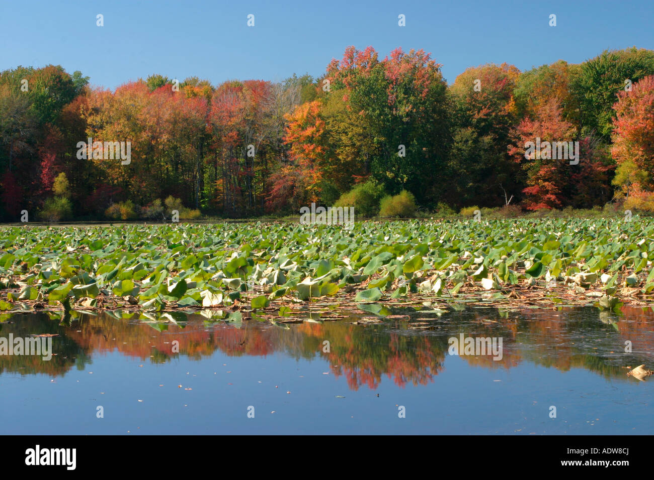 Herbst am jetzigen Staatspark Pennsylvania Stockfoto