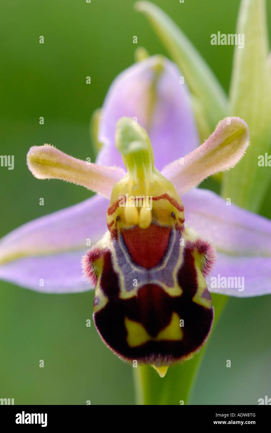 Nahaufnahme von Biene Orchidee Ophrys Apifera Stockfoto