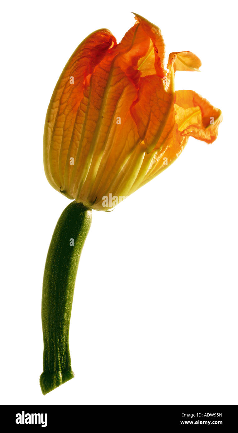 Zucchini (Zucchini) Blume vor einem weißen Hintergrund - in voller Blüte Stockfoto