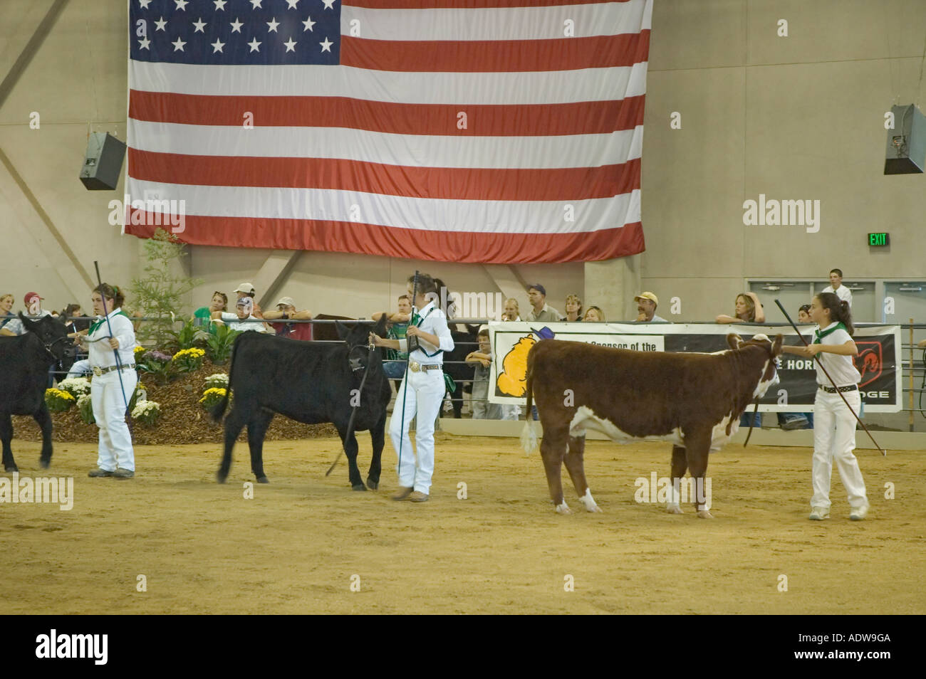Kalifornien Sacramento Cal Expo State Fair 4 H Club Rinder nach zu urteilen Stockfoto