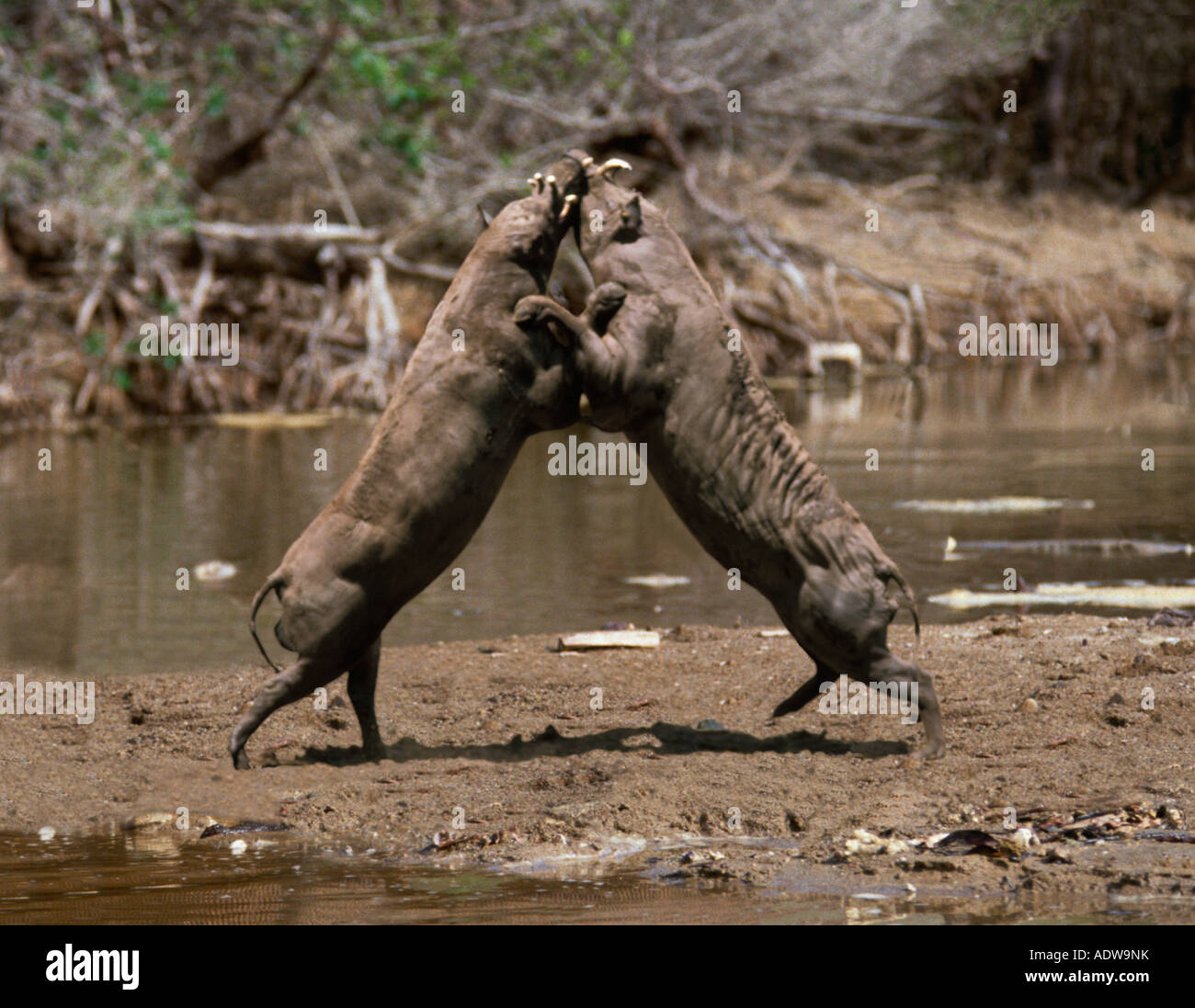 Babiroussa (Babyrousa Babyrussa) Männchen kämpfen Stockfoto
