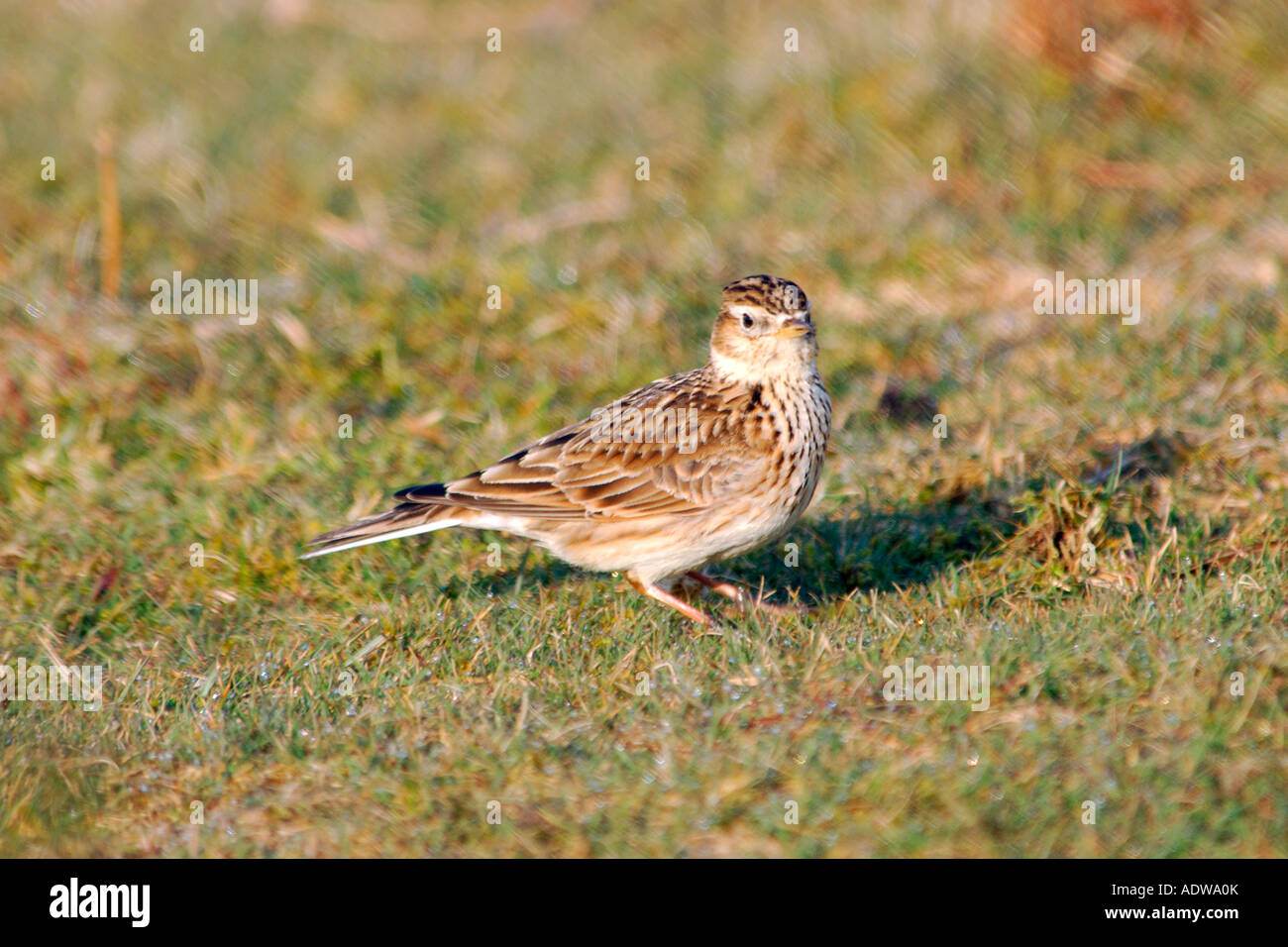 Feldlerche Alauda Arvensis sitzt auf einer grasigen Lichtung auf Dartmoor Stockfoto