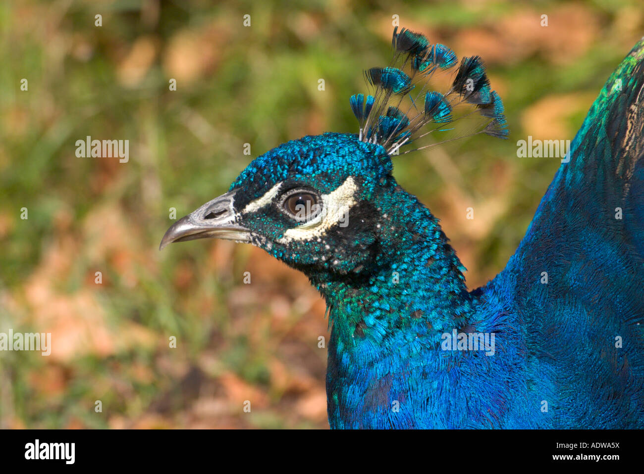 Gemeinsamen Pfauen Pavo Cristatus See Superoir zoologischen Gärten Duluth Minnesota USA 23 September Stockfoto