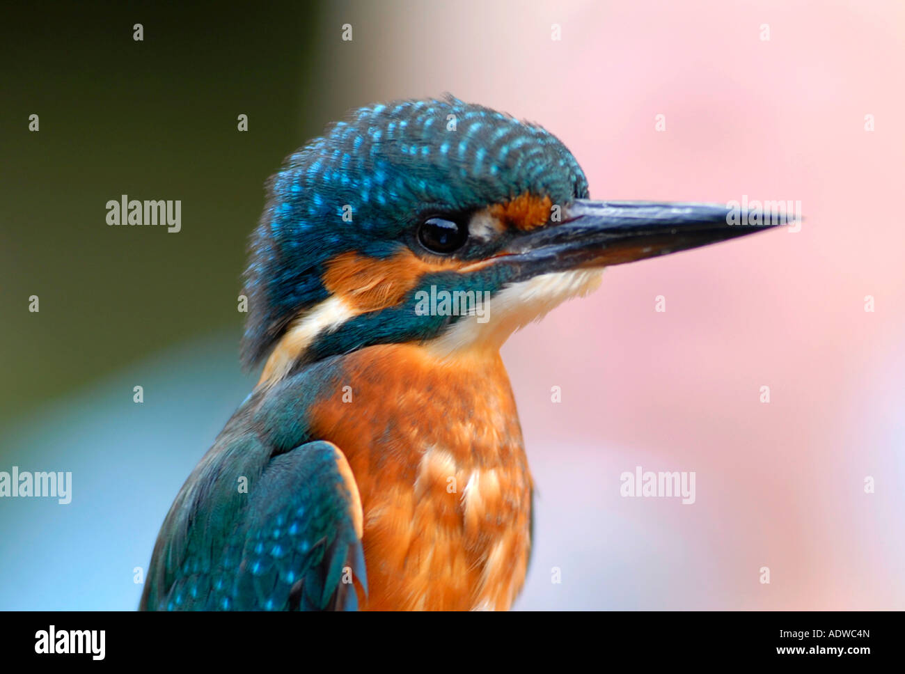 Eine junge Kingfisher Rutland Water-UK Stockfoto