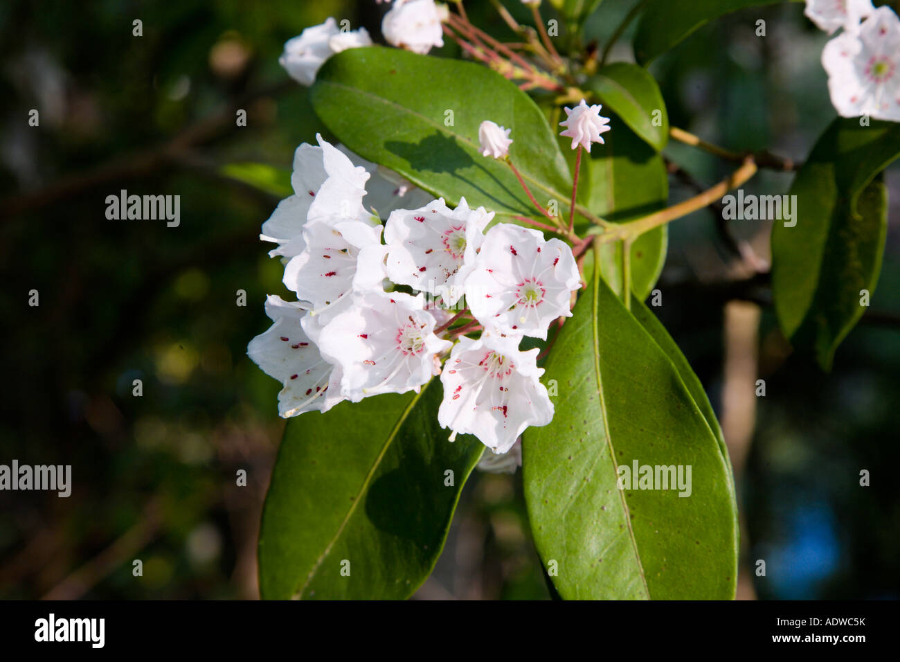 Mountain Laurel Blüten im Frühjahr an der Chewacla State Park Alabama USA Stockfoto