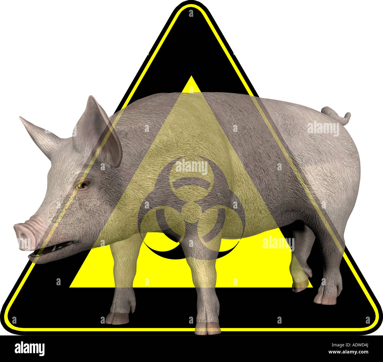symbolisches Bild für Epidemie Pest auf Schweine Stockfoto
