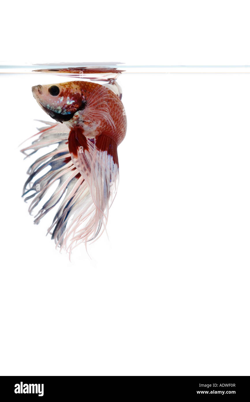 Rote und weiße Krone Betta Fische mit einem weißen Backgroundturning auf der linken Seite an der Oberfläche Stockfoto