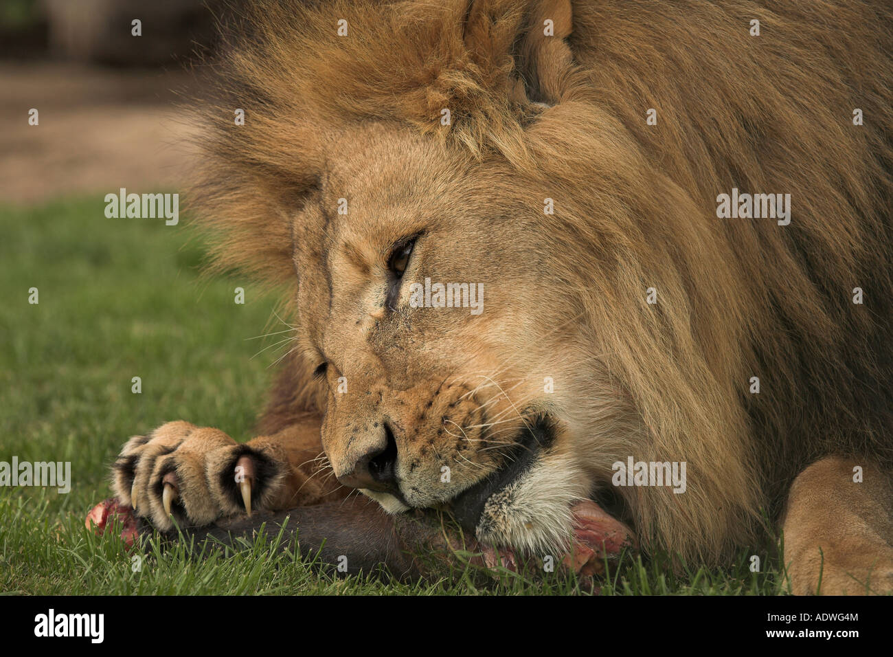 Löwe, Essen Stockfoto