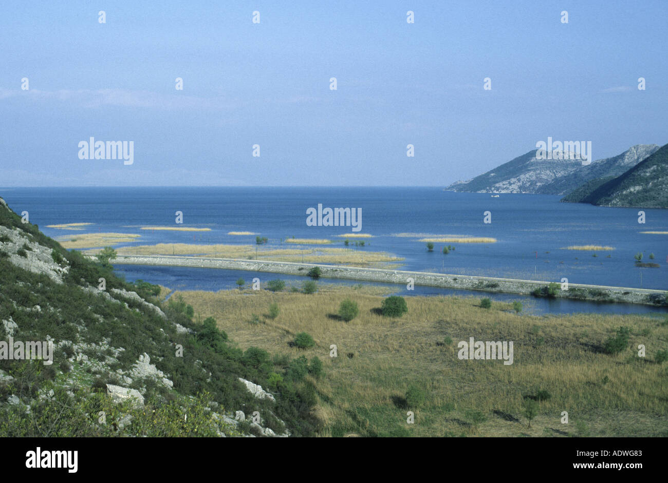 Montenegro Teil der Skutarisee Küstenregion Lebensraum der dalmatinischen Pelican April Stockfoto