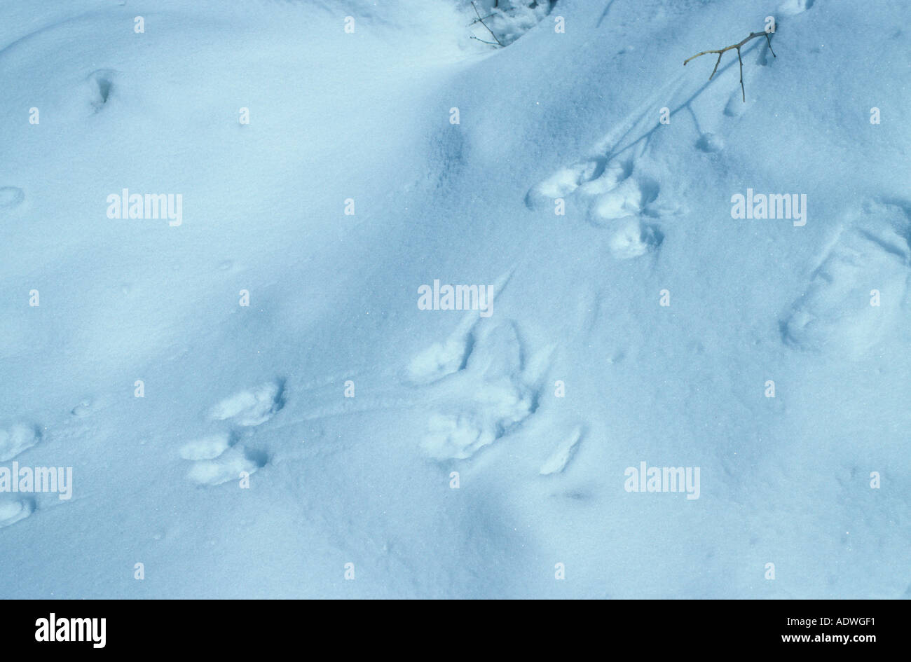 Spuren Rehe Spuren im Schnee Stockfoto