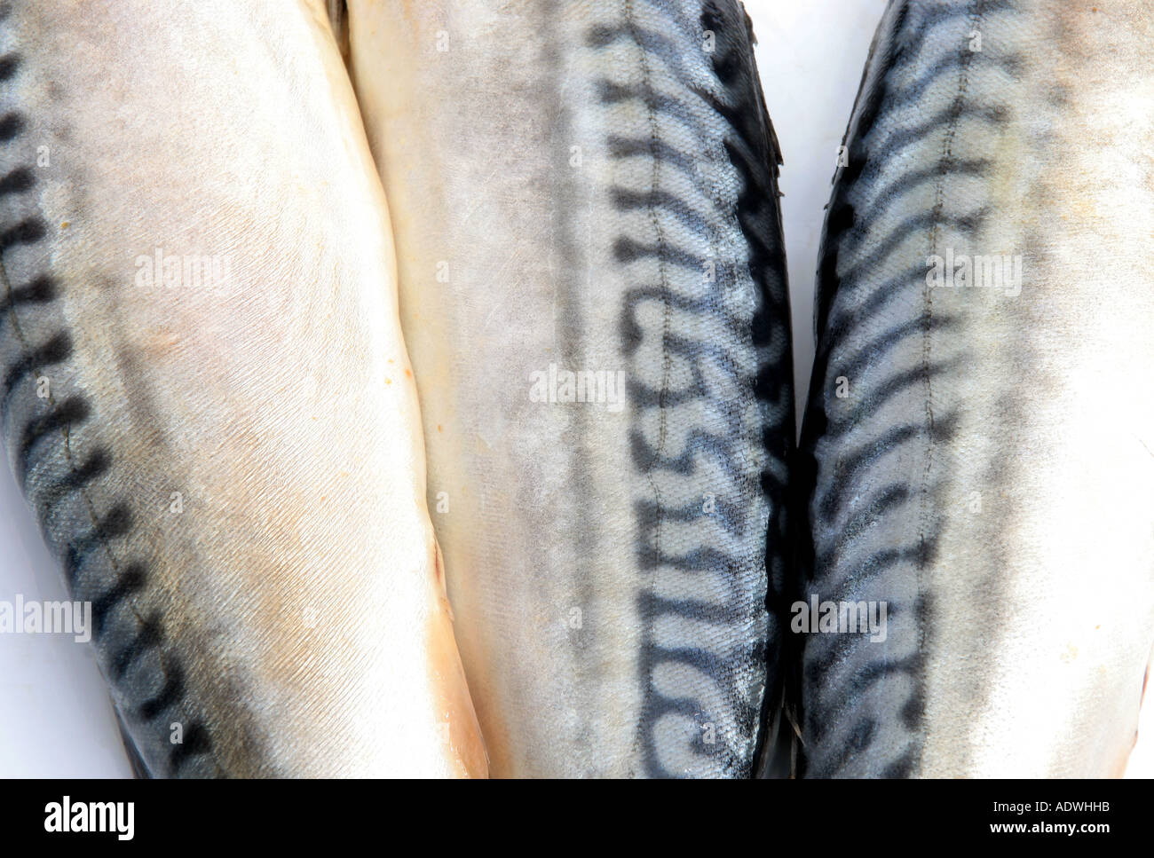 Makrelen auf einem Teller nebeneinander Stockfoto