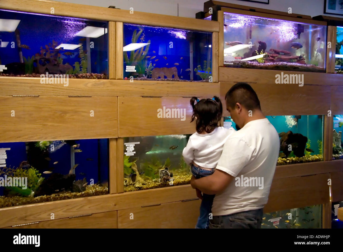 Hispanische Vater seine Tochter zu halten, wie sie tropische Fische in einer Zoohandlung in Utah, USA betrachten. Stockfoto