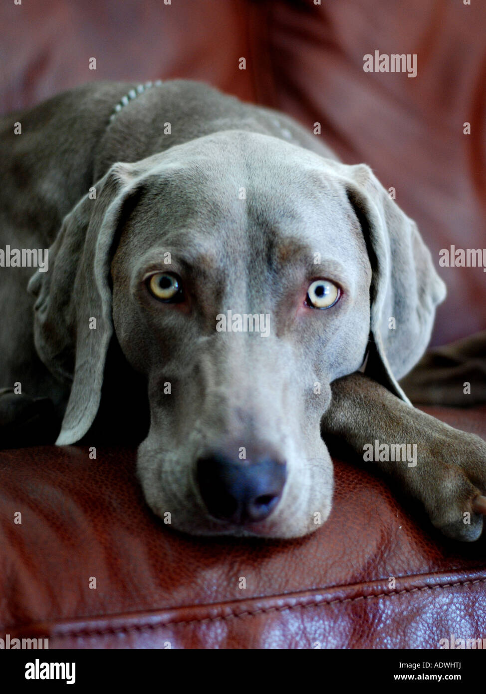 Weimaraner Hund auf couch Stockfoto