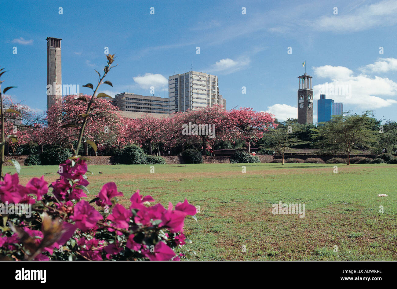 Bougainvilleen und eine grüne Wiese in der Nähe der römisch-katholischen Holy Trinity Cathedral und das Rathaus in zentralen Nairobi Kenia Stockfoto