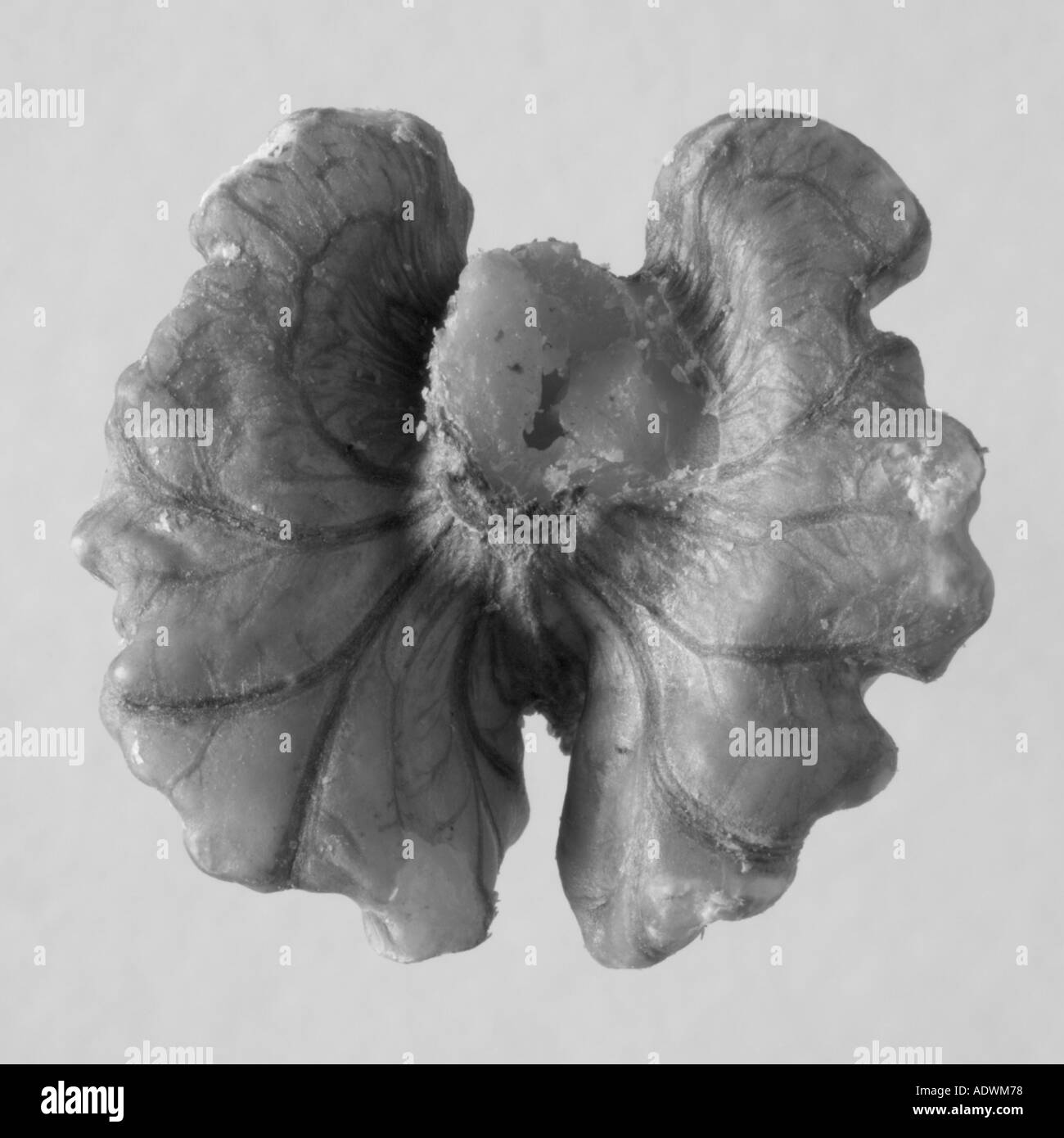 Closeup schwarz-weiß Bild eine ganze Hälfte aus einer Walnuss aus Vogelperspektive mit weißem Hintergrund Stockfoto