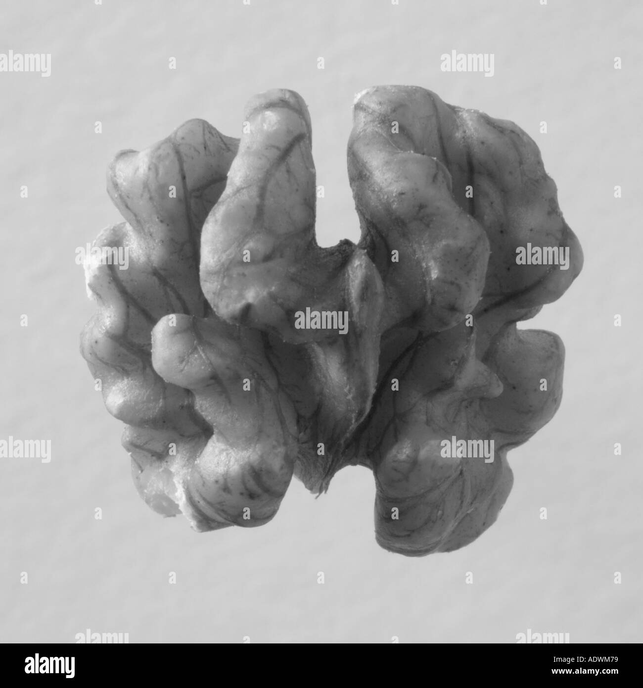 Closeup schwarz-weiß Bild eine ganze Hälfte aus einer Walnuss aus Vogelperspektive mit weißem Hintergrund Stockfoto