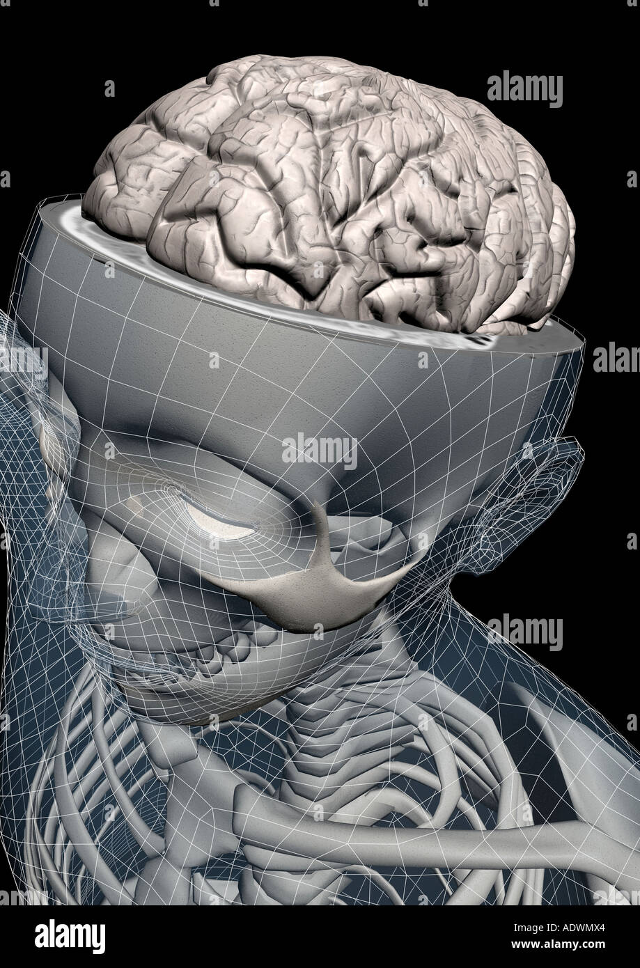 Brain atlas -Fotos und -Bildmaterial in hoher Auflösung – Alamy
