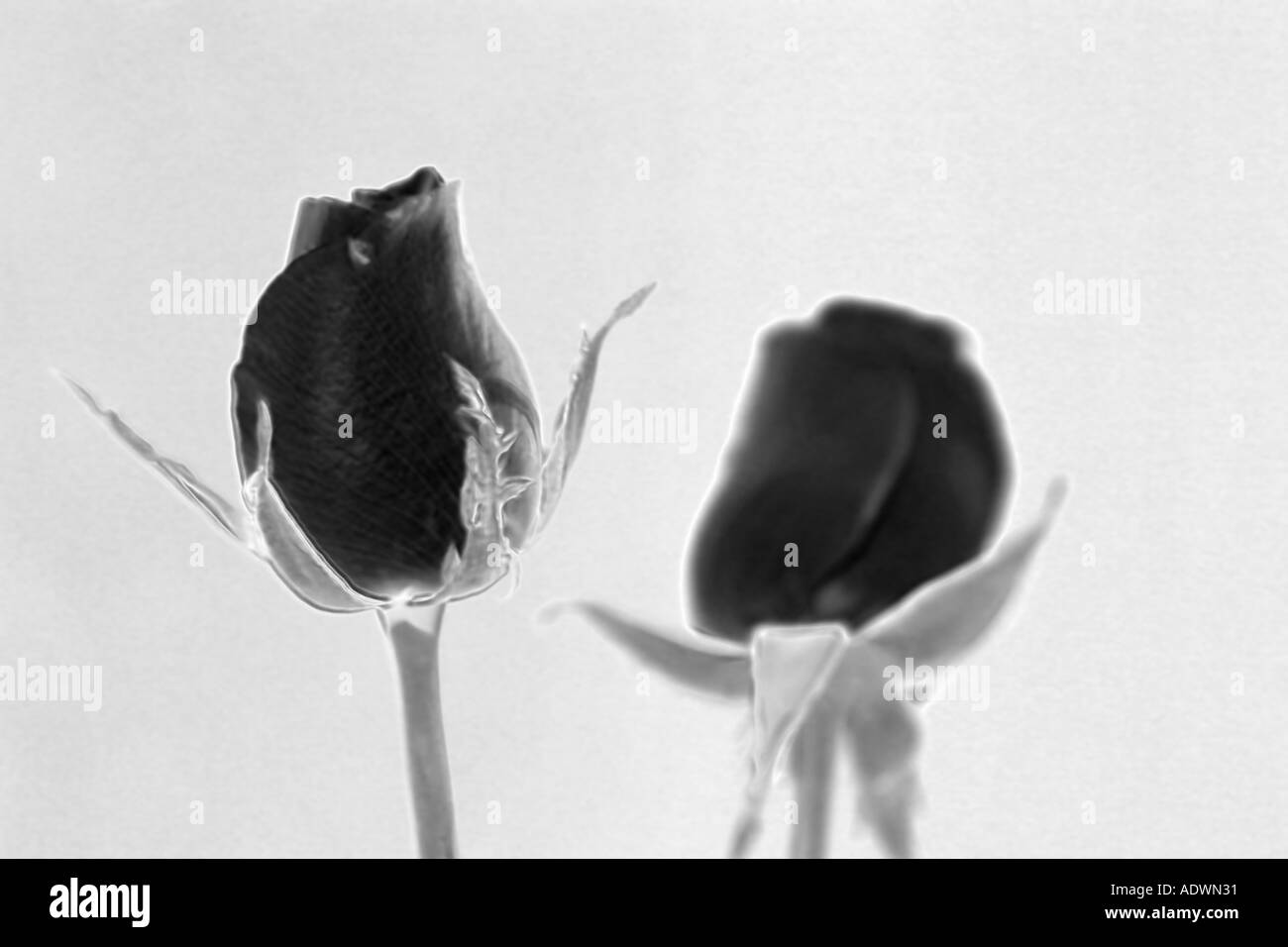 Zwei rote Rosen Stockfoto