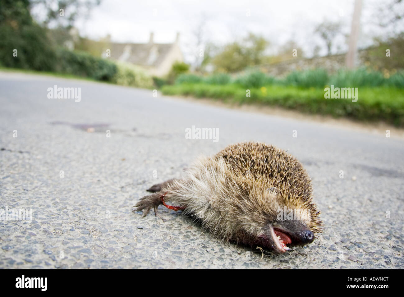 Tote Igel auf Landstraße Swinbrook Oxfordshire Vereinigtes Königreich Stockfoto