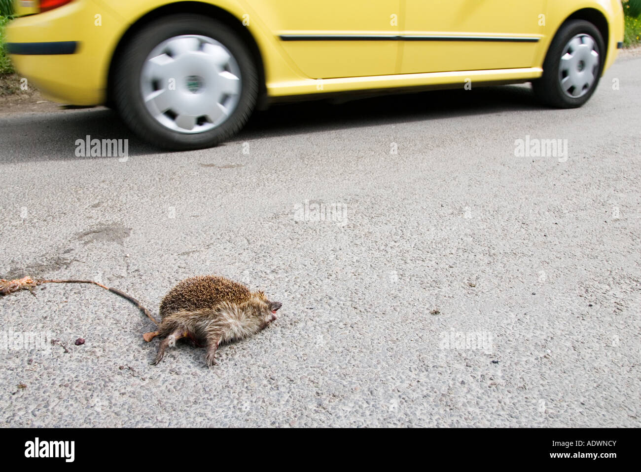 Auto fährt vorbei an Toten Igel auf Landstraße Swinbrook Oxfordshire Vereinigtes Königreich Stockfoto