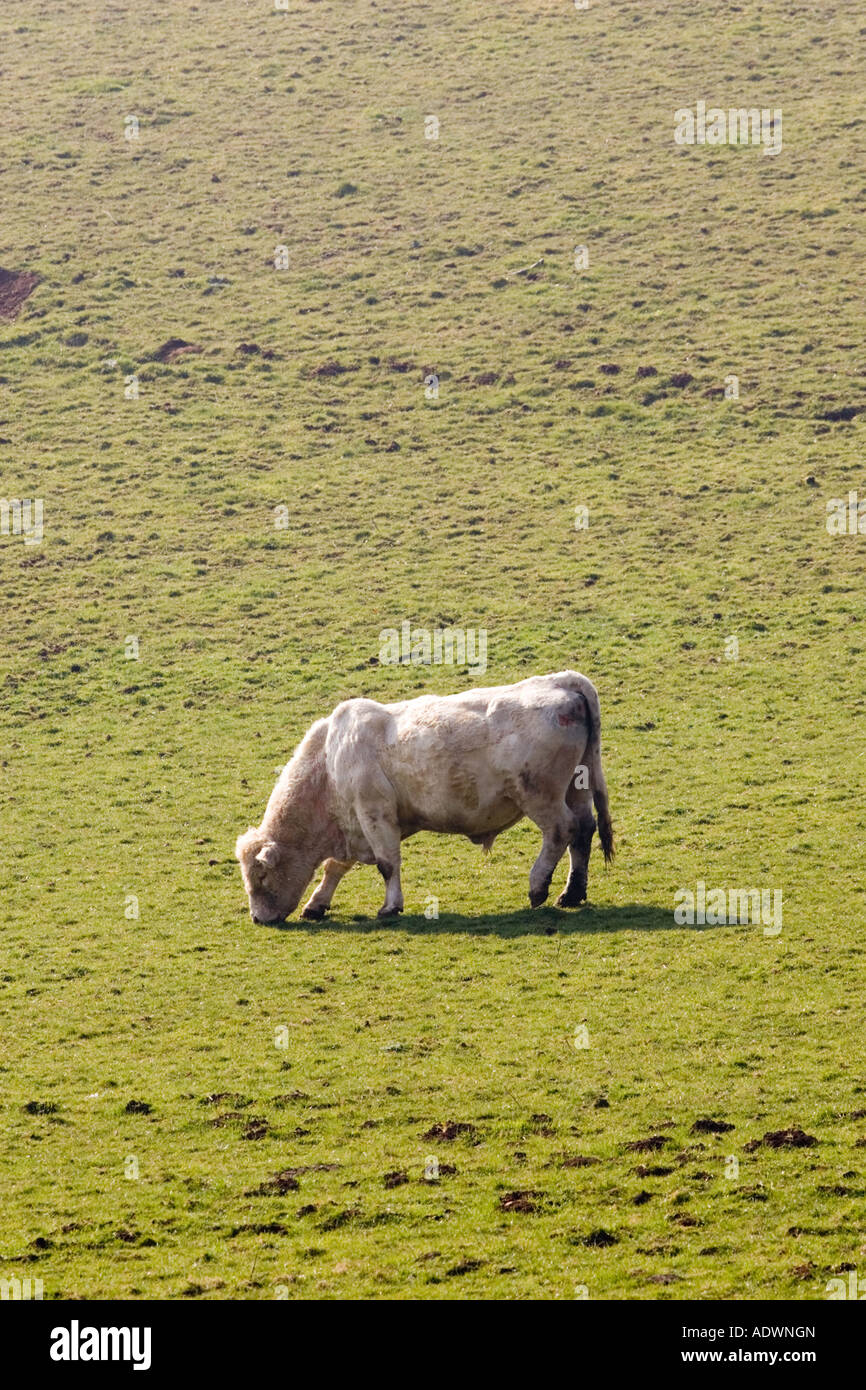 Bull zufrieden Weiden Gloucestershire The Cotswolds-England-Großbritannien Stockfoto