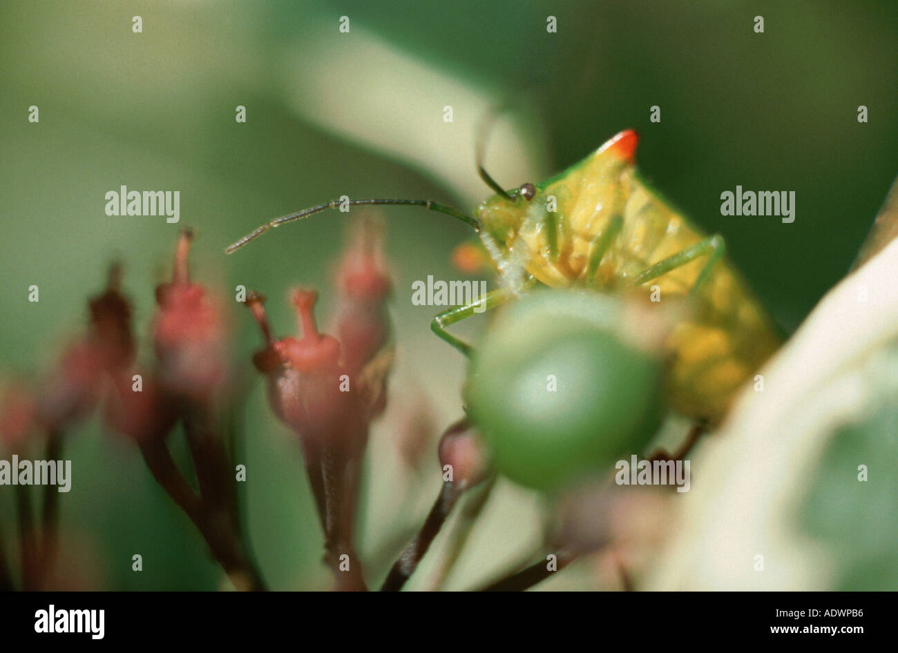 Beeren mit Weißdorn Shield bug Stockfoto