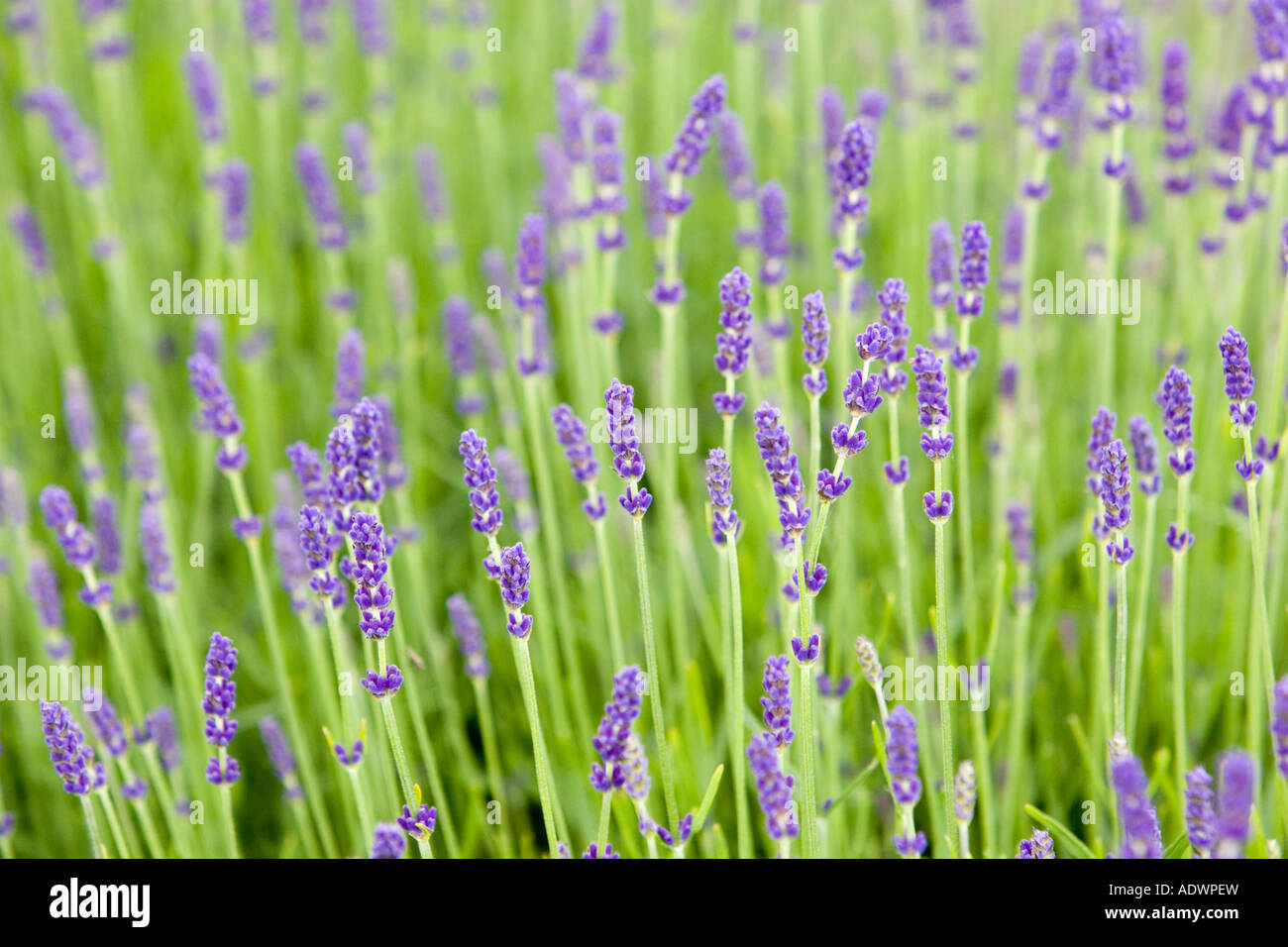 Imperial Gem Lavendel Snowshill Worcestershire Vereinigtes Königreich The Cotswolds Stockfoto