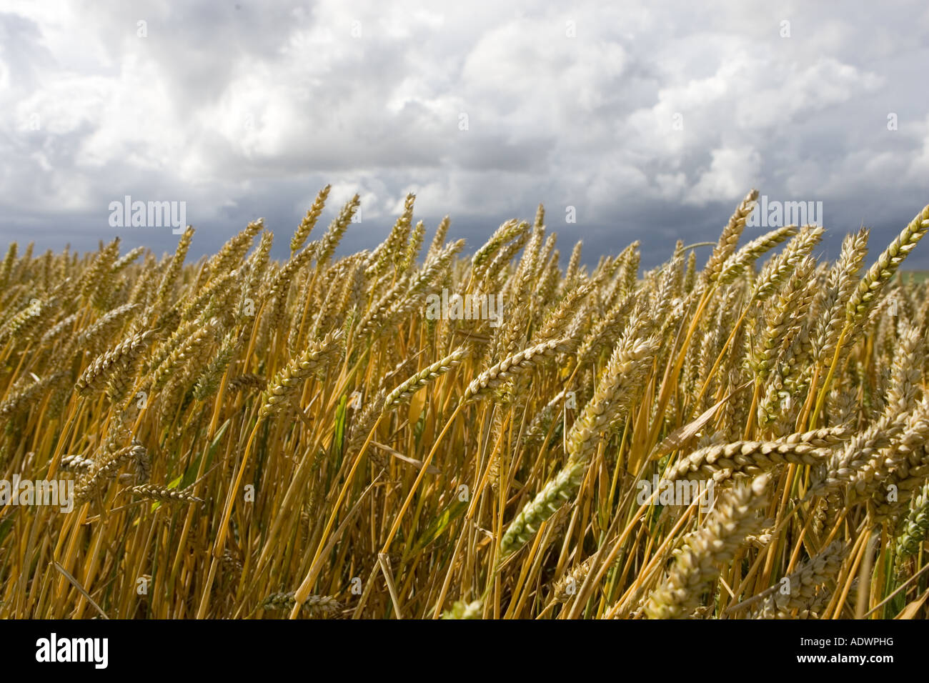 Weizenfeld in Marlborough Downs Wiltshire England Vereinigtes Königreich Stockfoto